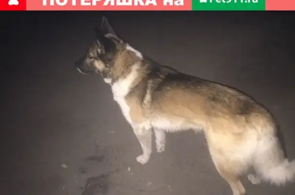 Найдена собака на Коммунистов 31, ищем хозяина