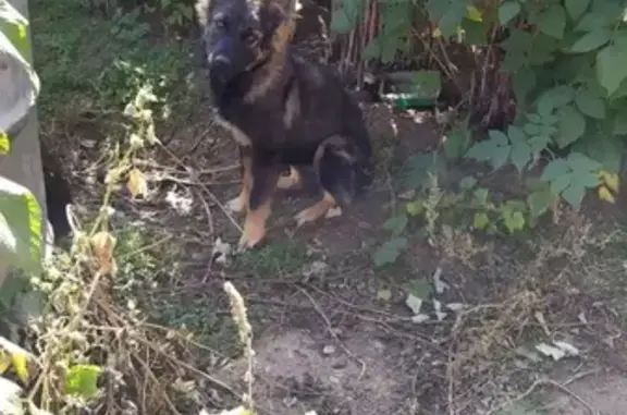 Найден щенок без хвоста в лесу Читы