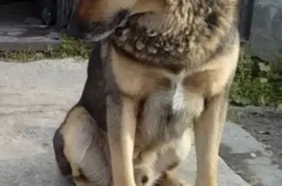 Собаки потеряшки, Москва, фото: Потеряшка пёс Рекс в Соколе, Вологодская область