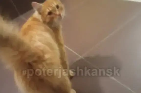 Найдена кошка в Краснообске, ищем хозяев!