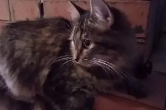 Пропала кошка Сара в Сырково, Великий Новгород