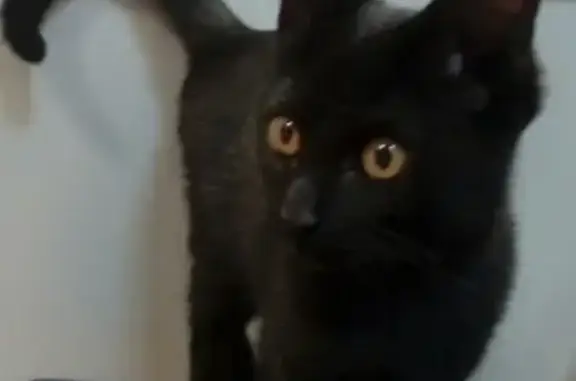 Найден черный котенок возрастом 5-6 мес. по адресу Свердлова 18б в Кирове