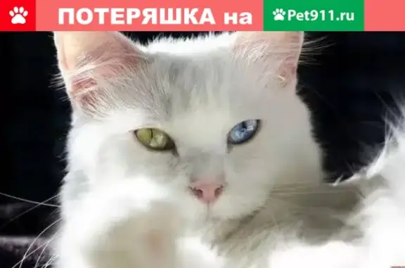 Найдена белая молодая кошка с разноцветными глазами в Севастополе