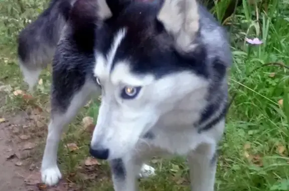 Найдена собака, Москва, фото: Найдена собака в поселке Быково, ищем хозяев