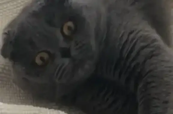 Собаки потеряшки, Москва, фото: Потеряшка собака в Нахабино, серого цвета, 6 лет