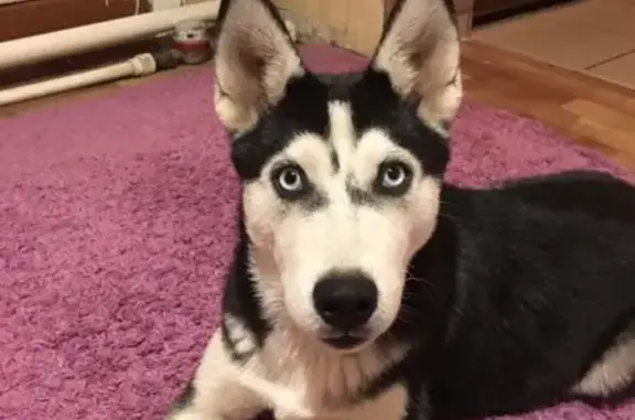 Найдена собака в Краснодаре, порода Хаски