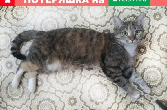 Пропала кошка на пр. Текстильщиков, 11А