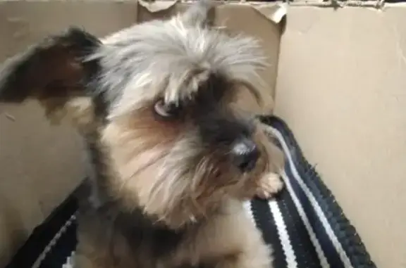 Найдена собака, Москва, фото: Собака Йорк найдена в парке Зодиак, обращаться по адресу Берингов проезд 3, стр 5.