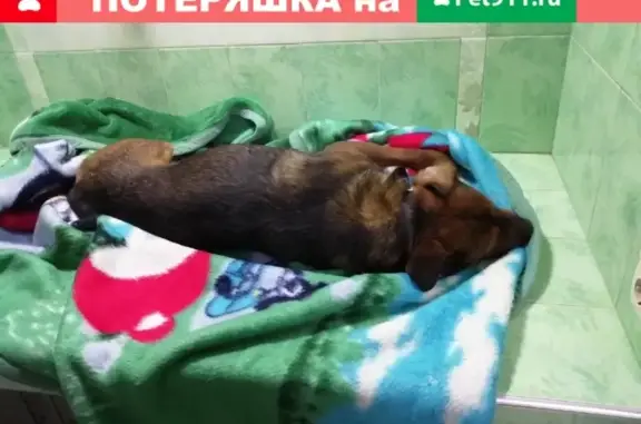 Собака найдена на Седова, в клинике.