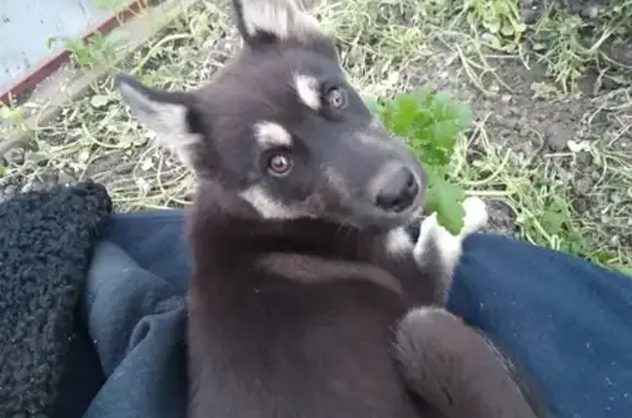 Найден щенок в Прокопьевске, возраст 3-4 месяца, ищут хозяев.