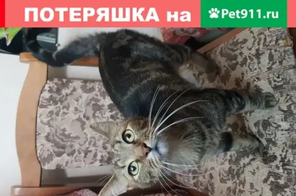 Найдена красивая кошка на улице Енисейская, Москва