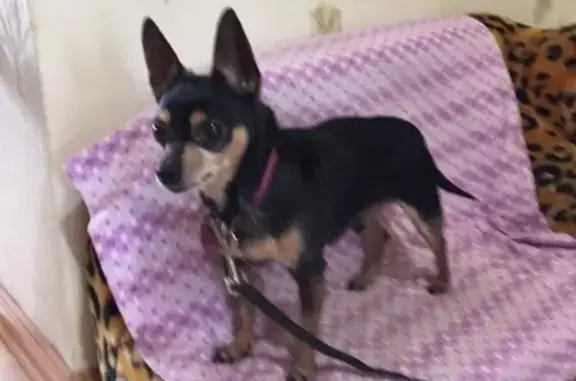 Собака с фиолетовым ошейником в Красноуфимске