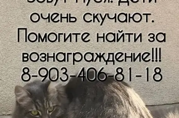 Пропала кошка Пуся в Ростове-на-Дону