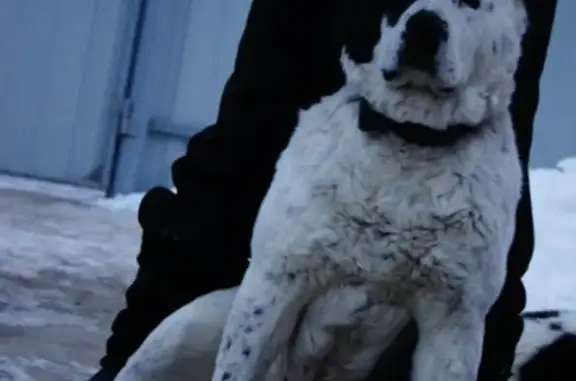 Пропала собака Гильда на объездной Волгограда