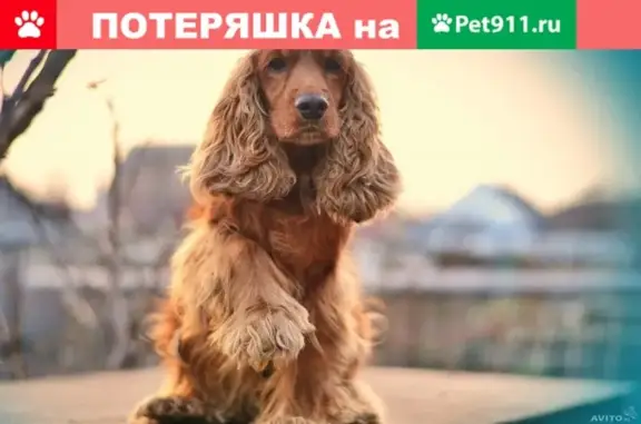 Найдена собака в Красноярске, ищем хозяина!