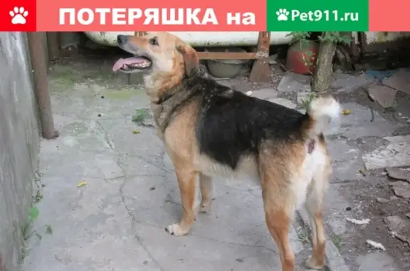 Пропала собака Бим в Керчи