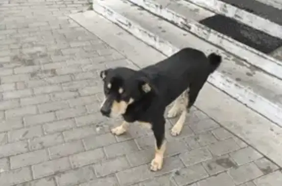 Найден пес в Одинцово на ул. Говорова