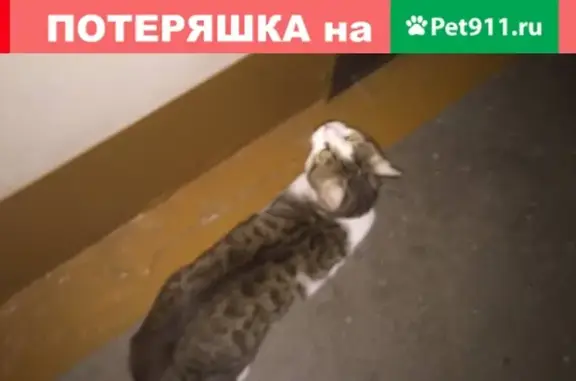Крупный домашний кот в Новокузнецке
