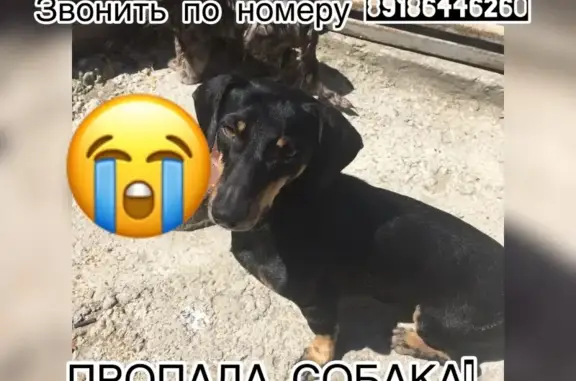 Пропала собака Джек на Осоавиахима, Новороссийск