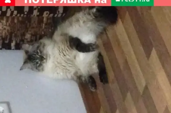 Пропала кошка Красавец кот, адрес: Камышинская 75, Ульяновск