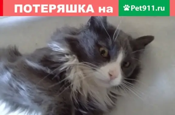 Пропала кошка в Москве 9 сентября, вознаграждение