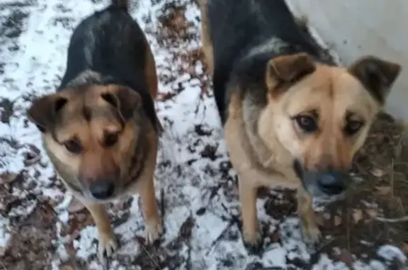 Собаки потеряшки, Воронеж, фото: Потеряшкаи две беспроводные собаки в Воронеже