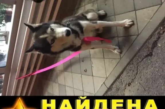 Собака хаски найдена в Краснодаре.