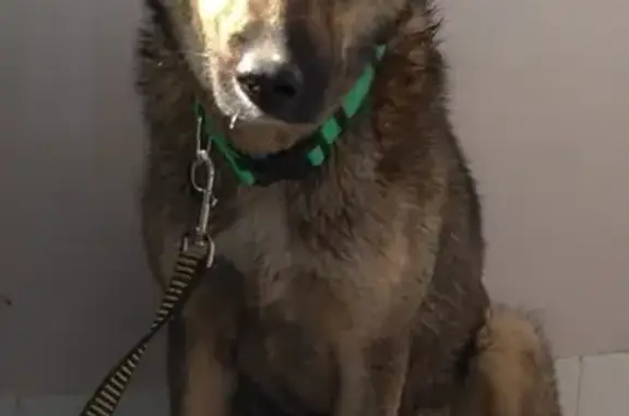 Найдена собака у метро Новокосино в Москве
