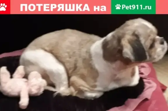 Собаки потеряшки, Тверь, фото: Потеряшка собака Ириска в районе Вагонзавода и 7 больницы, Тверь