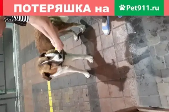 Собака с ошейником найдена в Новороссийске.