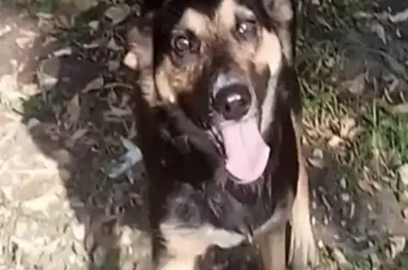 Пропала собака Чуча в Богородском районе