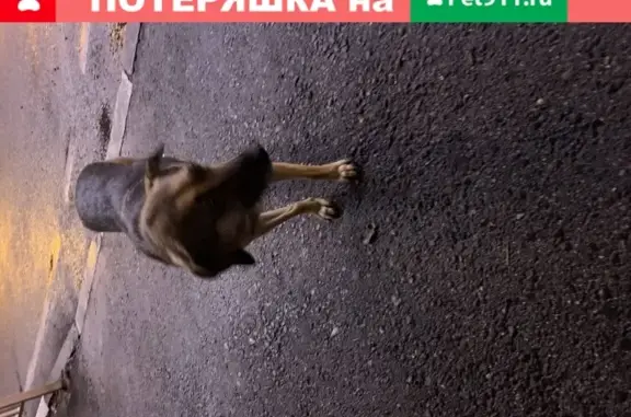 Собака Адлер на ул. Ленина, ищем хозяев.