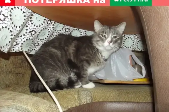 Пропала кошка Кот в Сыктывкаре