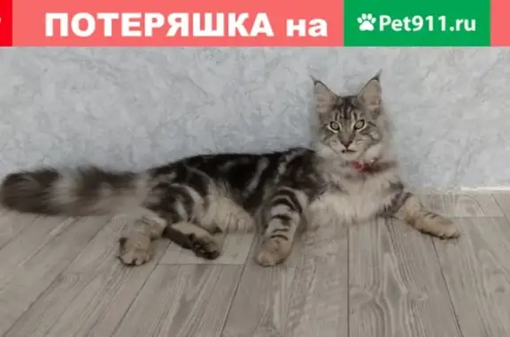 Пропала кошка в СНТ Цветущий Сад, Волжский