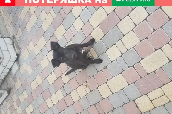 Найден черный щенок в Липецке