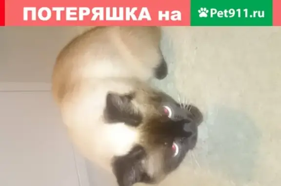 Найдена сиамская кошка на 79 гв. дивизии, Томск