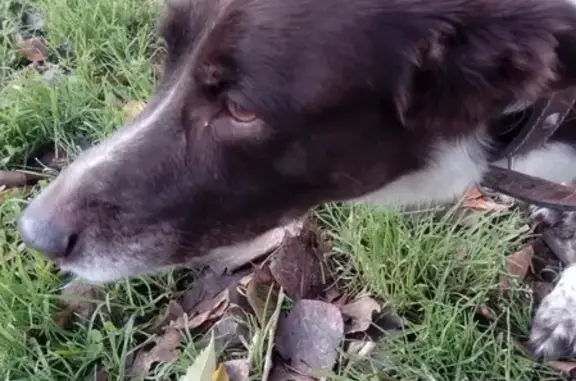 Собака найдена в индустриальном районе Перми