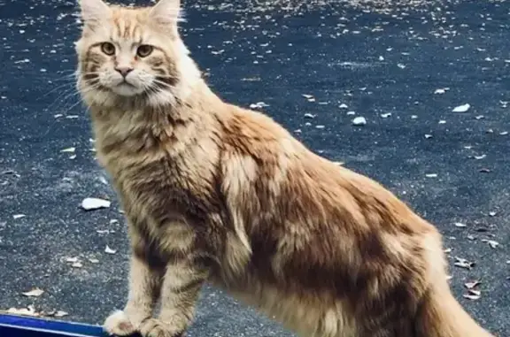 Пропала кошка в Долгопрудном на улицах Нагорная, Школьная, Гранитная