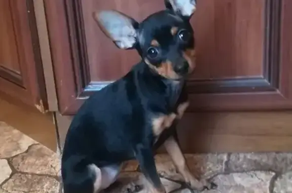 Собаки потеряшки, Нижний Тагил, фото: Потеряшка собака Той терьер в Черемшанке, Нижний Тагил