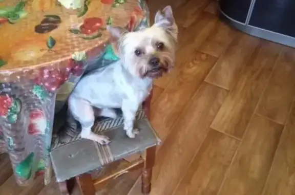 Собаки потеряшки, Москва, фото: Потеряшка ёркий терьер Вили, адрес: ул. Святоозёрская, 9