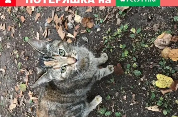 Ласковая кошка найдена в Казани