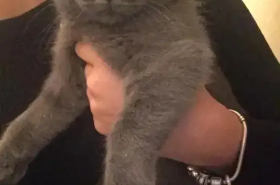 Вислоухий серый котенок найден в Орле