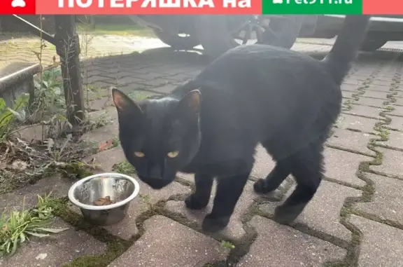 Кошка с ошейником бродит в Андреевке