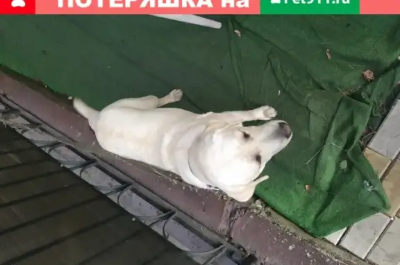 Собака найдена в Сочи - взрослая лабрадор-сучка