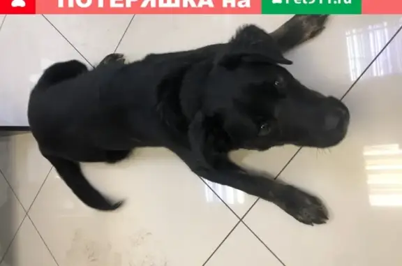 Найдена собака в Екатеринбурге, около автовокзала