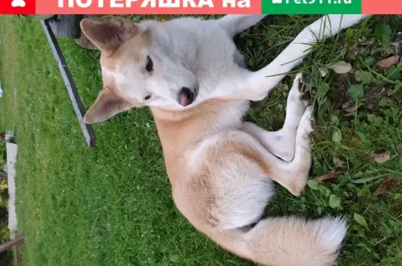 Собака найдена в Бронницах