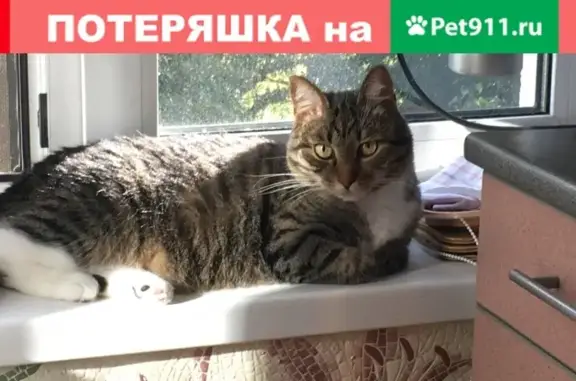 Потерянные животные Москва, фото: Пропал кот Марик на Ереванской, д.12, к.3