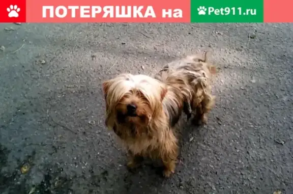 Найдена собака в районе храма на Ташле в Ставрополе
