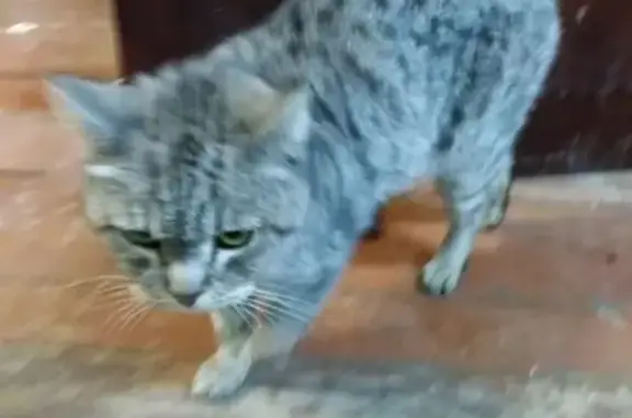 Найдена кошка в Самаре: бобтейл