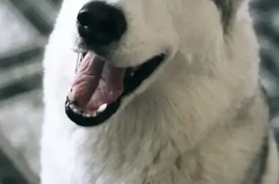 Собаки потеряшки, садовое товарищество Картинская Гора, фото: Потеряшка собака по кличке Мелина в СНТ 